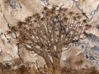 Africa-Namibia-Quiver tree and bark photo montage Art Print